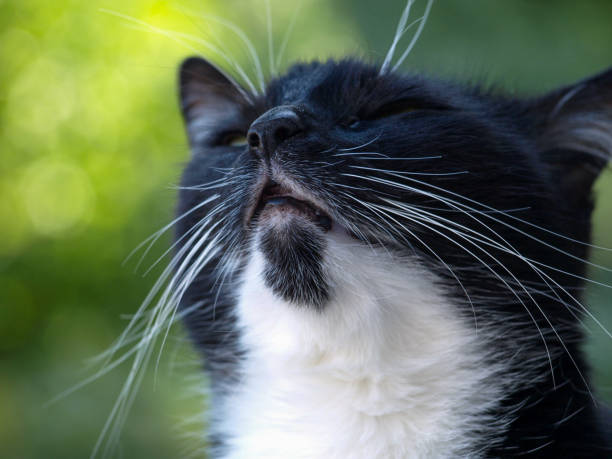 istock close up of cat's face while sniffing outdoors 1492552000