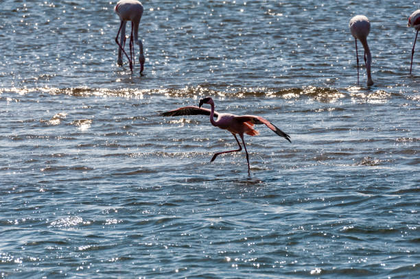 istock Flamingos near Walvis Bay 1492552349