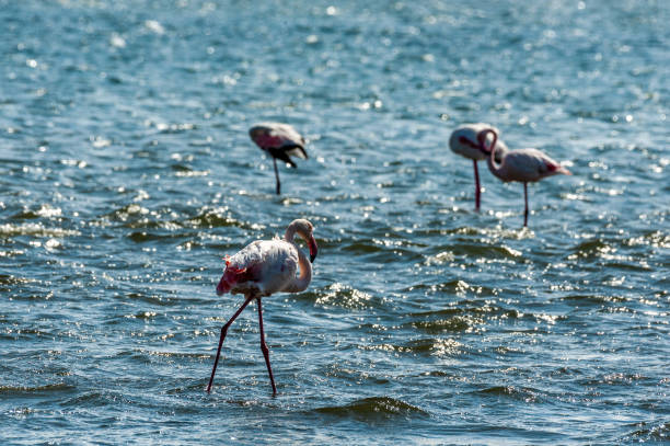 istock Flamingos near Walvis Bay 1492552358