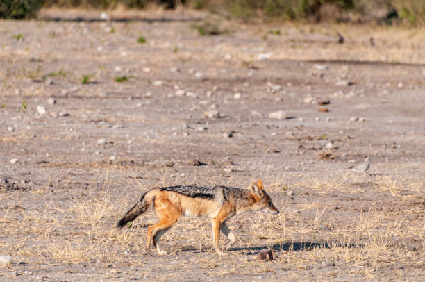 istock Close-up of a Jackal 1492552637