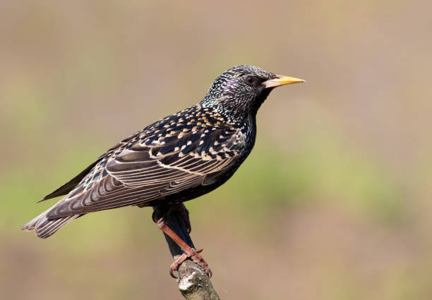istock Common starling, Sturnus vulgaris. A bird sits on a branch on a smooth background 1492553606