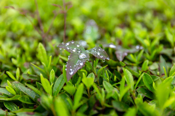 Fresh green leaves with dewdrops close-up. natural background