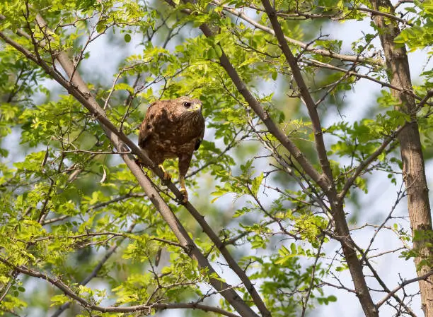 Common buzzard, Buteo buteo. A bird sits in a tree and looks intently into the distance