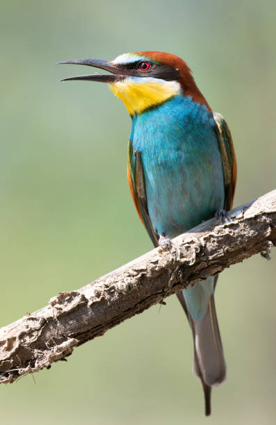 istock European bee-eater, merops apiaster. A bird sits on a branch on a smooth background 1492553649