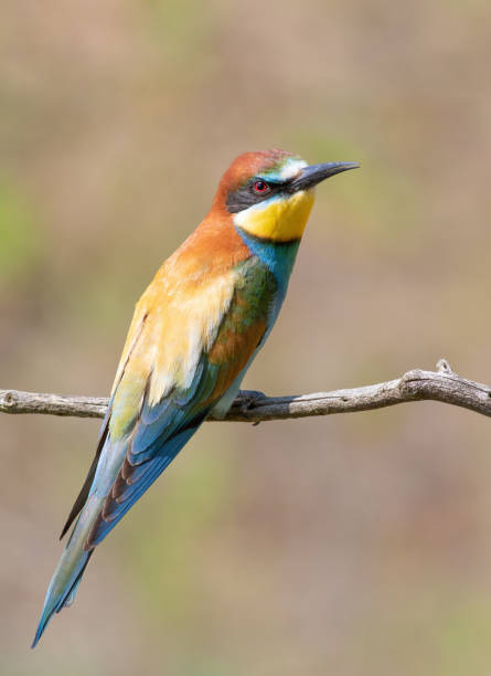 istock European bee-eater, merops apiaster. A beautiful bird sits on a branch 1492553660