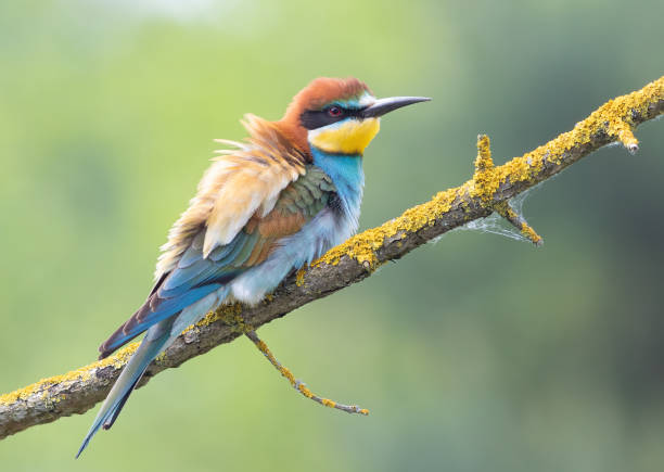 istock European bee-eater, merops apiaster. A beautiful bird sits on a branch, spreading its feathers 1492553672