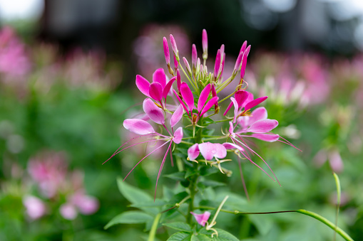 Pink spider flowers in the garden