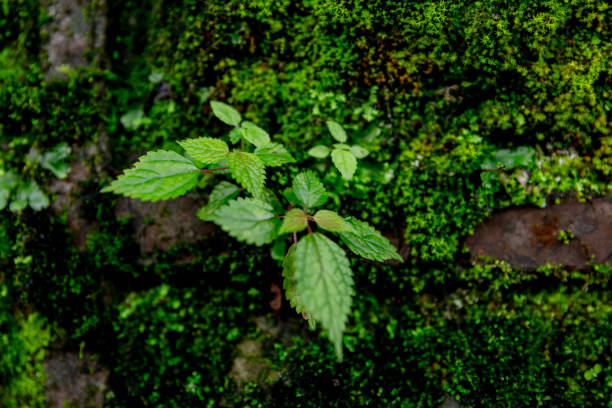Stinging nettles in sunlight during springtime