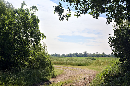 Group  of trees and a path in the shade passing through it bordered by a stream of water and a field on a sunny day in the italian countryside