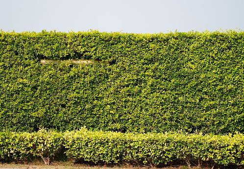 Close-up low angle view from the side, walls, fences, shrubs, many in the shape of squares, like tall buildings growing on the ground in Thai countryside.