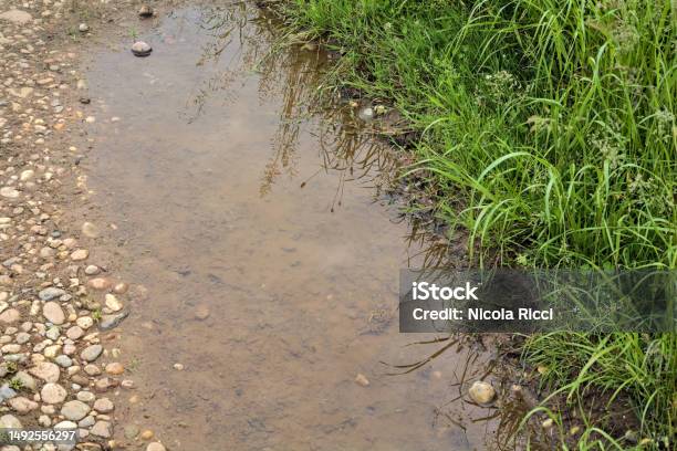 Puddle On A Dirt Path Next To A Field With The Grass Casted In The Water Stock Photo - Download Image Now