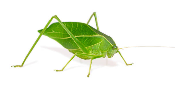istock Giant katydid (Stilpnochlora couloniana) isolated on white background, - Picture Insect 1492556853
