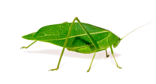istock Giant katydid (Stilpnochlora couloniana) isolated on white background, - Picture Insect 1492556854