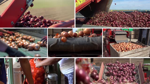 Onion Harvesting and Postharvest Handling and Storage of Onion - Conceptual Video.