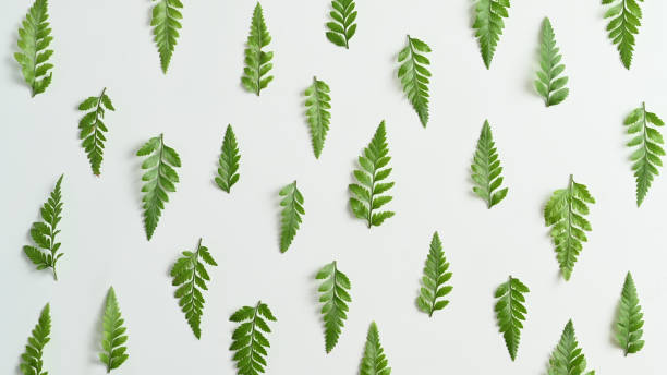 istock Fern leaves on white background. Nature background, tropical leaf, flat lay, top view with copy space. 1492557886