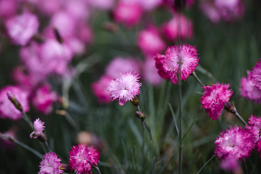 Pink hollyhock flower in the garden