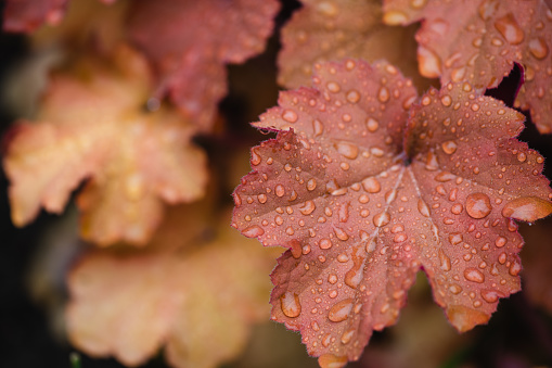 Autumn leaves with water drops