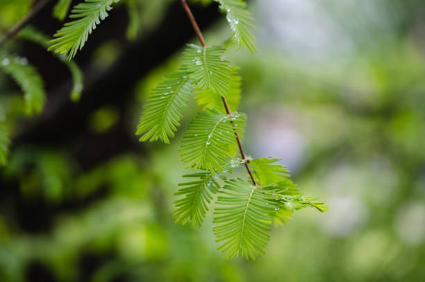 istock Bud, Pine Tree, Pine Bud syrup, Consumerism, europe 1492558259