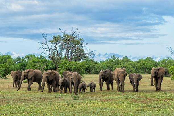 стадо слонов в заповеднике машату - mashatu game reserve стоковые фото и изображения