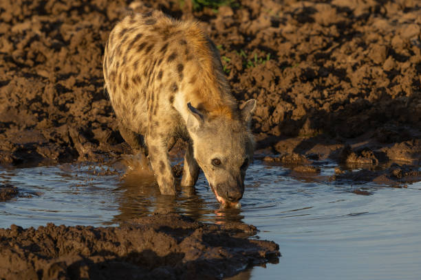 пятнистая гиена в заповеднике машату в блоке тули в ботсване - mashatu game reserve стоковые фото и изображения