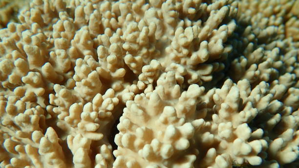 istock Finger-lobed soft coral (Sclerophytum leptoclados) undersea, Red Sea 1492561449