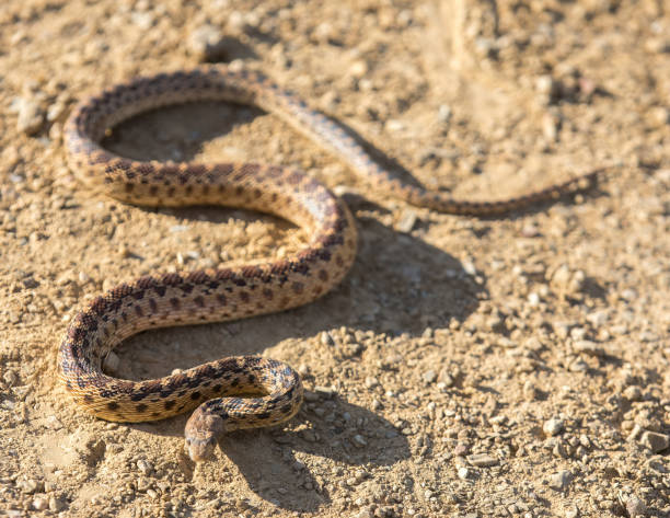 Pacific Gopher Snake Sub-Adult in Defensive Posture.