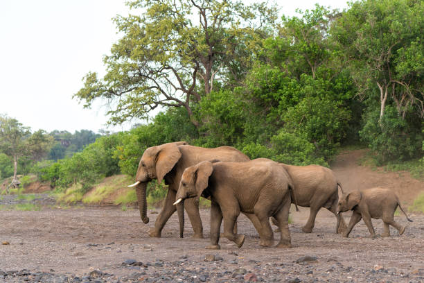 istock Elephants going for a drink in Mashatu Game Reserve 1492562248
