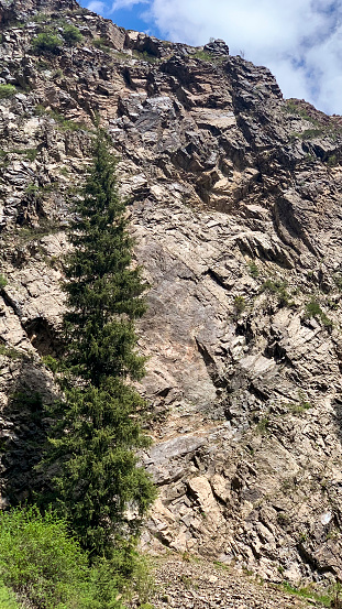 Fluffy green spruce grows in harsh conditions, clinging to gravel and clay with its roots at the foot of a high cliff