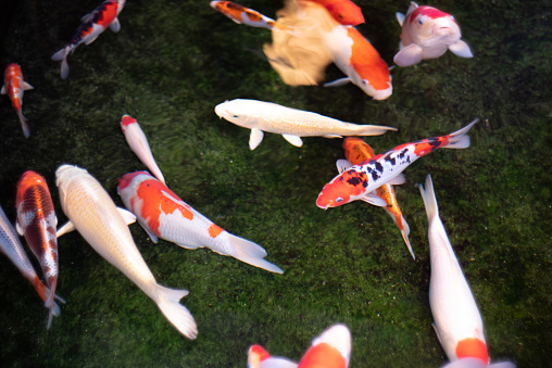 fish in water, beautiful photo digital picture