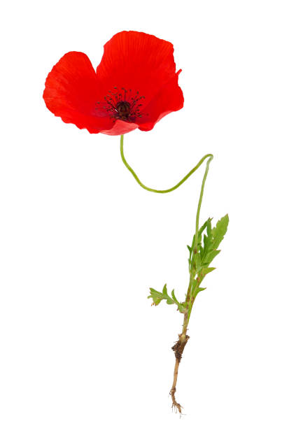 istock Common poppy isolated on white background, Papaver rhoeas 1492565533