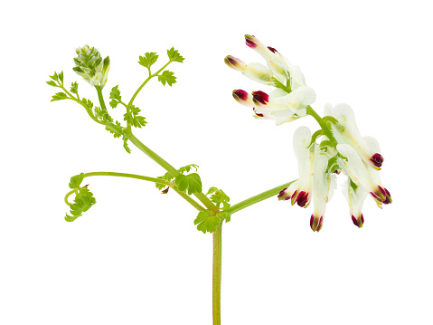 Fumaria capreolata, the white ramping fumitory, is an herbaceous annual plant in the poppy family Papaveraceae.