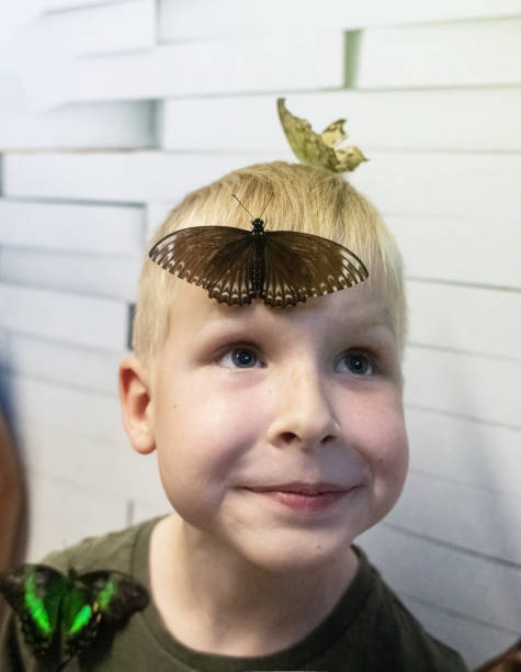 szmaragdowy motyl jaskółczy i polity papilio siedzą na twarzy dziecka. blondyn patrzy w kadr ze zdziwieniem. tropikalne nieszkodliwe owady. - butterfly flying tropical climate close to zdjęcia i obrazy z banku zdjęć