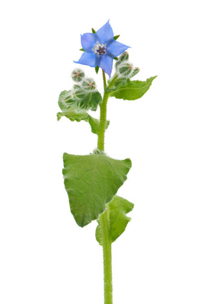 istock Starflower isolated on white background, Borago officinalis 1492565950