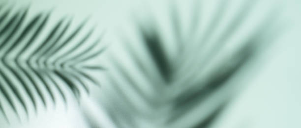 istock Green background with leaves shadows 1492567499