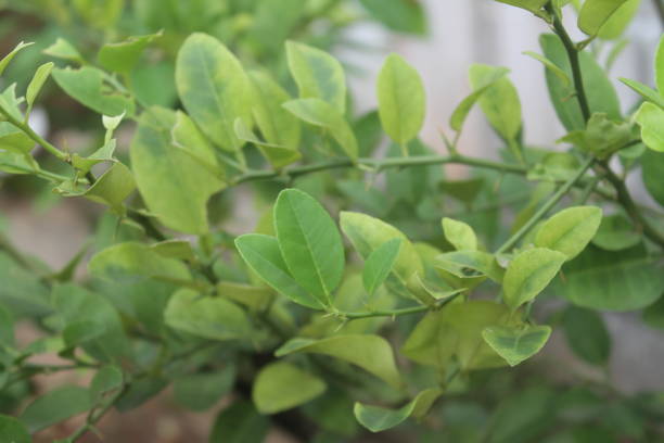 istock Kaffir lime is a herbaceous plant 1492567627