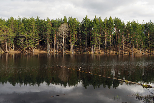 Crater lake in pine forest. Tree stump floating on the lake. Karagöl, Ankara, Türkiye.