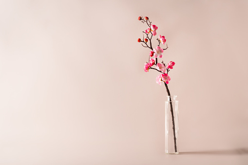 Spring flowers in glass vase still life. Blooming cherry branch on pink background. Simple minimalist home decor. Space for text