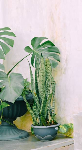 istock Snake Plant and Ceriman Plant 1492568619