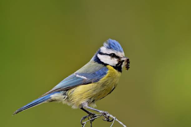 istock A small bird sits on a branch with a green leaf in the background beautiful natural photography image 1492569615