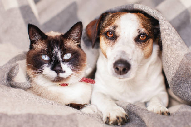 istock Dog and cat together under warm blanket 1492571165