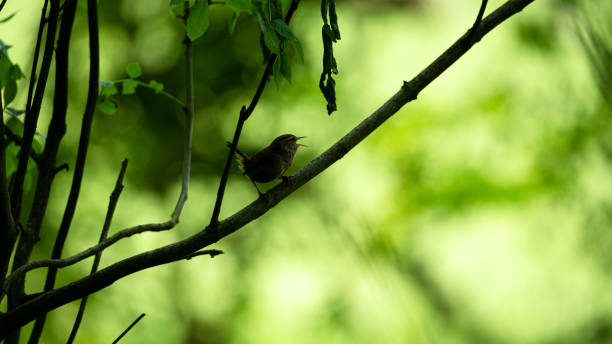 istock Image of tiny Wren calling from branch near the forest floor. 1492571873