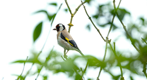 istock Image of Goldfinch perched on branch high in tree. 1492571910