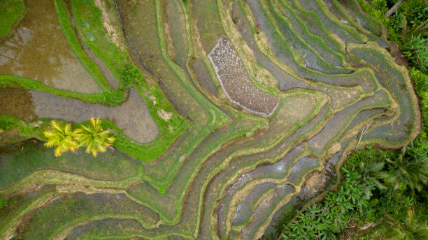 istock Rice field terraces panoramic hillside Tegalalang Rice Terrace in Ubud. 1492573474