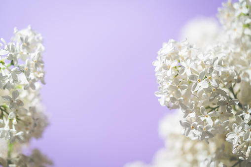 White lilac flowers on spring blossom purple background