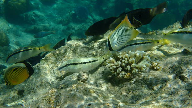 istock Red Sea goatfish (Parupeneus forsskali) and Chevron butterflyfish (Chaetodon trifascialis) undersea 1492576561