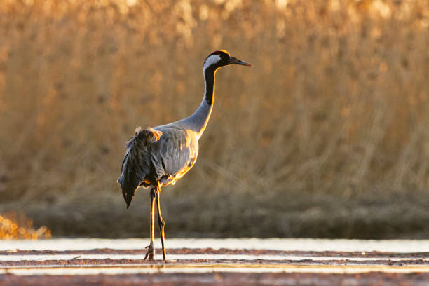 Common crane (Grus grus) in the wetlands in spring.