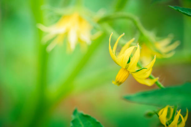 庭のトマトの花