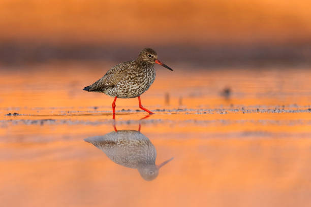istock Common redshank or redshank (Tringa totanus) with reflection looking for food in the wetlands in spring. 1492576685