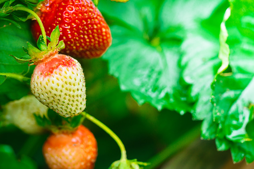 close-up of the fresh ripe strawberry in the garden