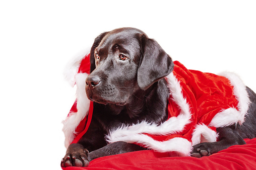 Young dog isolate on white. A black labrador retriever dog in Santa Claus clothes lies on a red blanket.
